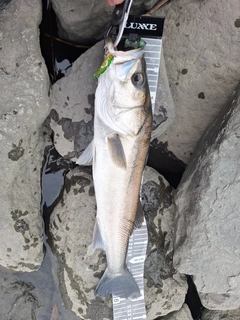 シーバスの釣果
