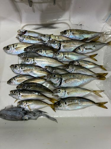アジの釣果