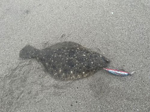 ソゲの釣果