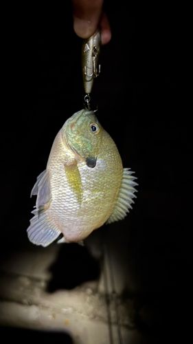 ブルーギルの釣果