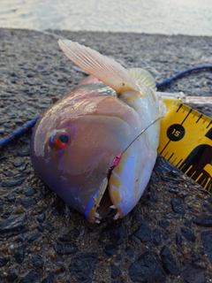 イラの釣果