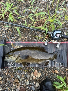 スモールマウスバスの釣果