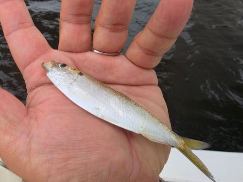 サッパの釣果