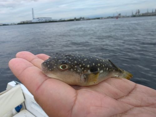 クサフグの釣果