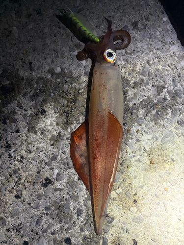 ケンサキイカの釣果