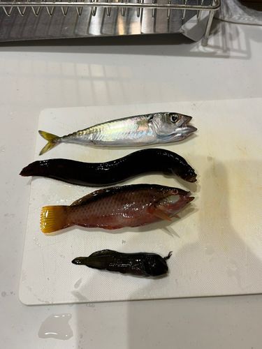 マサバの釣果
