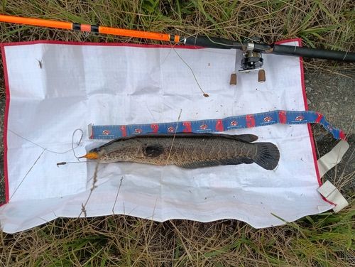 ライギョの釣果