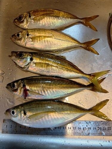 アジの釣果