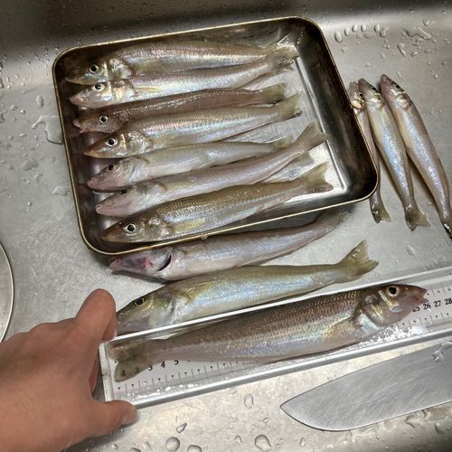 キスの釣果