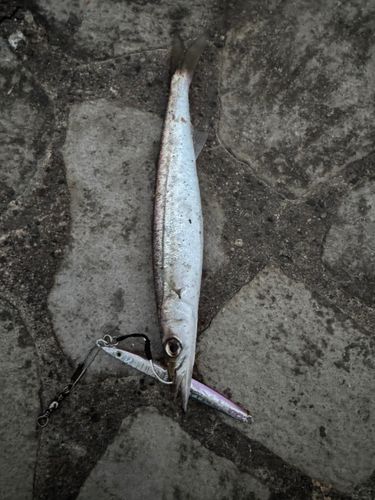 カマスの釣果