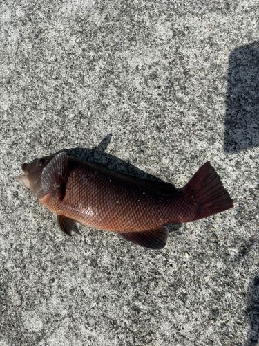 カンダイの釣果