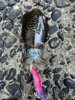 アオリイカの釣果