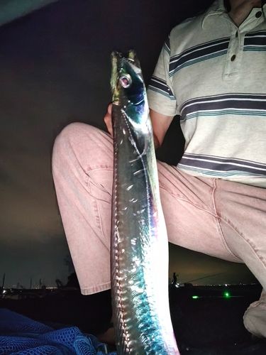 タチウオの釣果