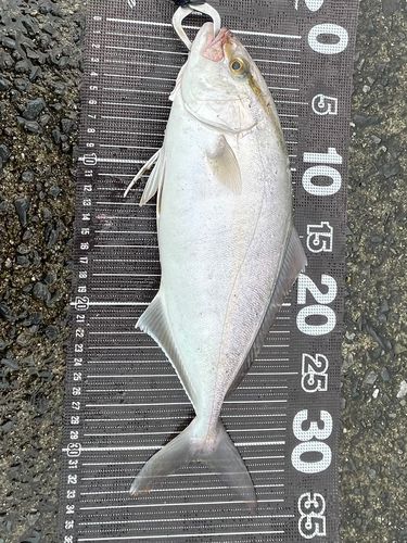 ショゴの釣果