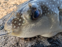 フグの釣果