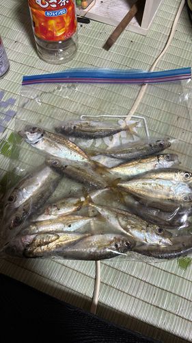 マアジの釣果