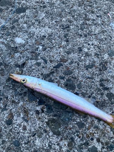 カマスの釣果
