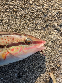 キュウセンの釣果