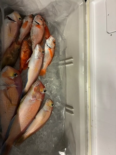 アカムツの釣果