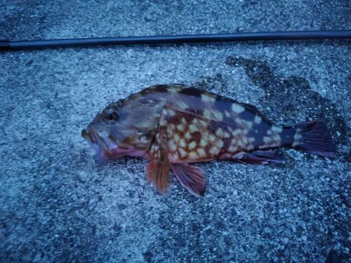 メバルの釣果