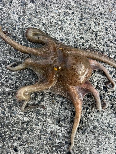タコの釣果