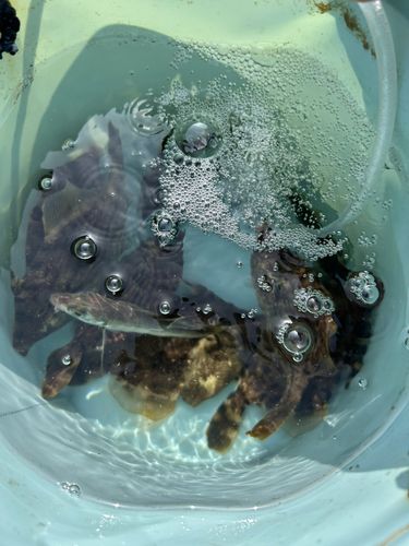 カワハギの釣果