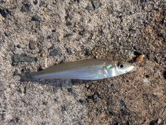 シロギスの釣果