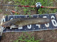 ナマズの釣果