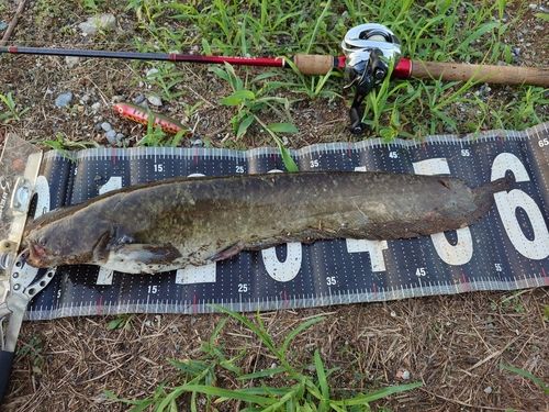 ナマズの釣果
