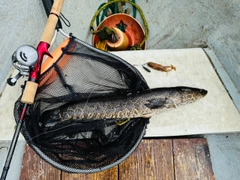 ライギョの釣果