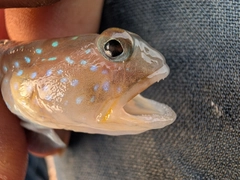 イトヒキハゼの釣果