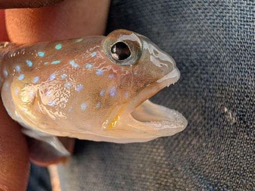 イトヒキハゼの釣果