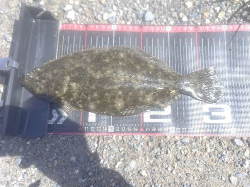 ヒラメの釣果
