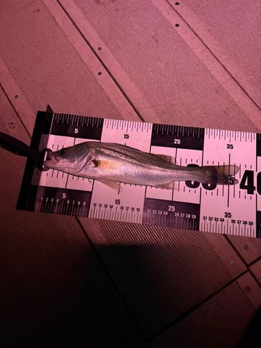 セイゴ（ヒラスズキ）の釣果