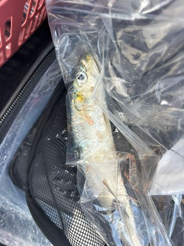 サッパの釣果