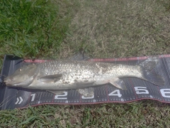 ニゴイの釣果