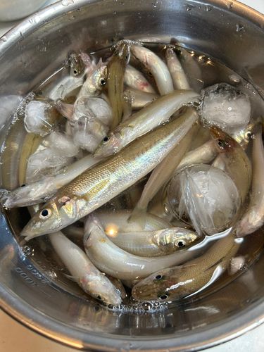 キスの釣果