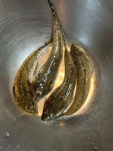 メゴチの釣果
