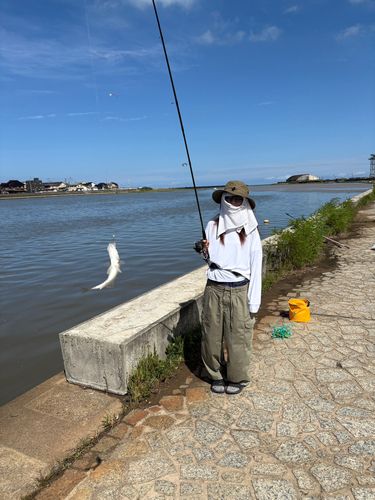 ハゼの釣果