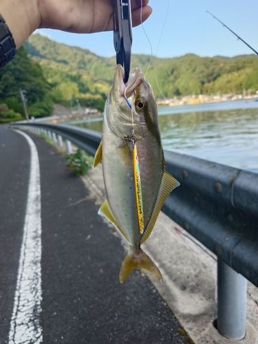 シオの釣果