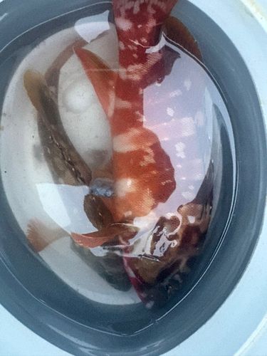 アカハタの釣果