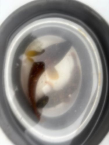 アカハタの釣果
