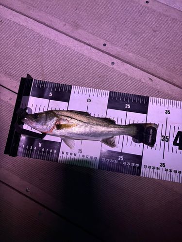 セイゴ（ヒラスズキ）の釣果