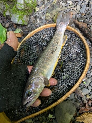 ヤマトイワナの釣果