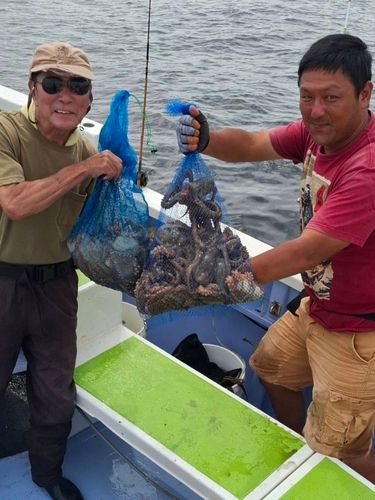 マダコの釣果