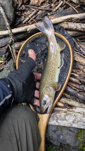 ヤマトイワナの釣果