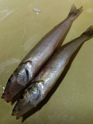 キスの釣果