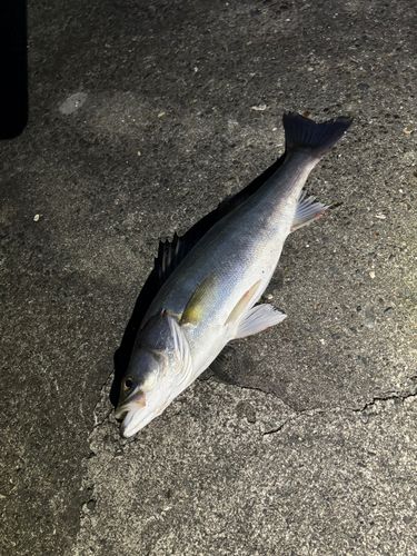 スズキの釣果