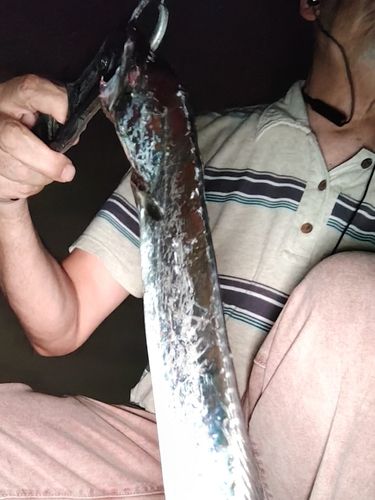 タチウオの釣果