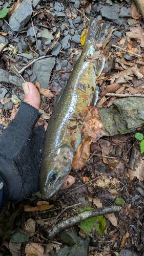 ヤマトイワナの釣果